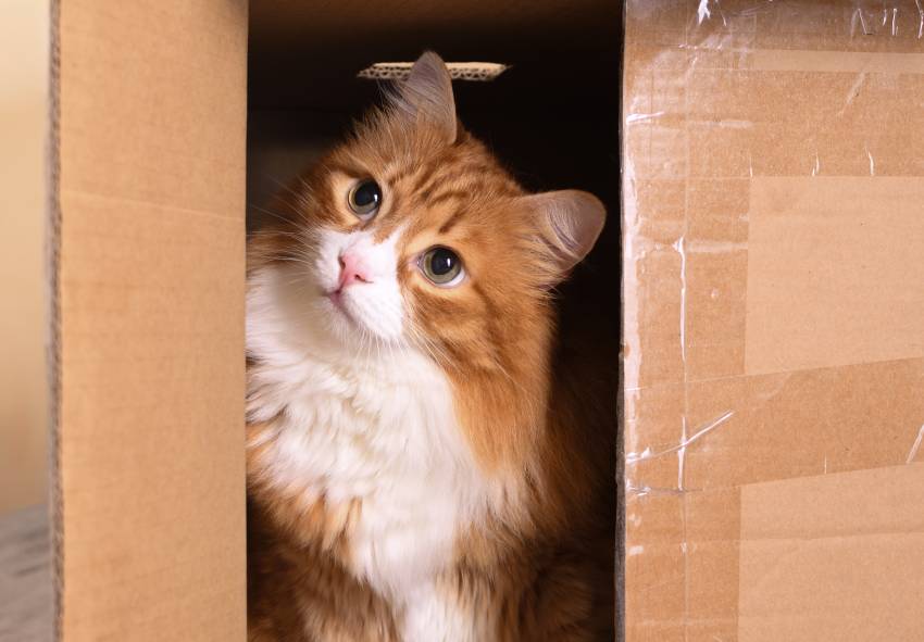 cat in a cardboard box